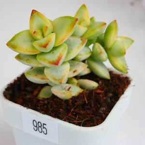 Exact Plant, Crassula Rupestris f Variegated, Mini Tower Variegated Succulent - Picture 1 of 15