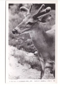 Red Deer, Algonquin Park, Vintage Real Photo Postcard  RPPC - Bild 1 von 2