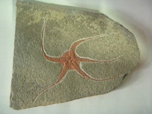 starfish fossil Lapworthia miltoni - Picture 1 of 2