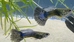 Substrato di sabbia per acquario colore marrone grana fine 25 libbre - Foto 1 di 14