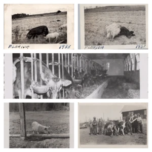 Farm Animals Pigs Cows Barn Children 2 Florida 1938 Lot of 5 Photographs DPP1 - Picture 1 of 11
