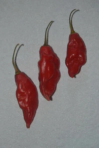20 Semillas de Habanero maya (Capsicum Chinense), chili seeds - Imagen 1 de 1