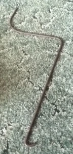 R18030415 - A New Rake Tine For A New Idea 4420, 4423, 4426 Y and V Wheel Rakes - Picture 1 of 3