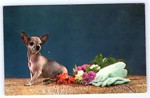 Chihuahua reinrassiger glatter Fellhund Postkarte C259 - Bild 1 von 2