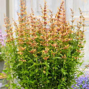 Agastache Mango Tango Outdoor Garden Ready Plants Hardy Perennial Plant in Pot - Picture 1 of 14