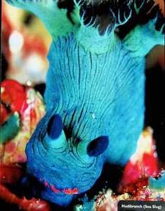 Nudibranch (Sea Slug) - Ocean / Sea Animal Poster Print 9.5"x 12" - Picture 1 of 1