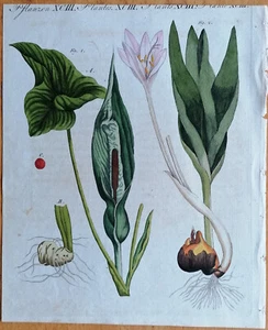 Bertuch stampa originale colorata botanica Arum senza tempo - 1792 - Foto 1 di 1