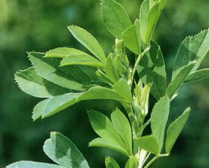Arriba II Alfalfa Forage Seed - Bild 1 von 1