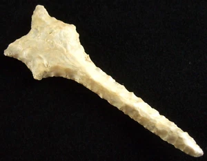 Trapano Missouri Dalton eccezionalmente fine 3 1/2 pollici con punte di freccia Sanford COA - Foto 1 di 4