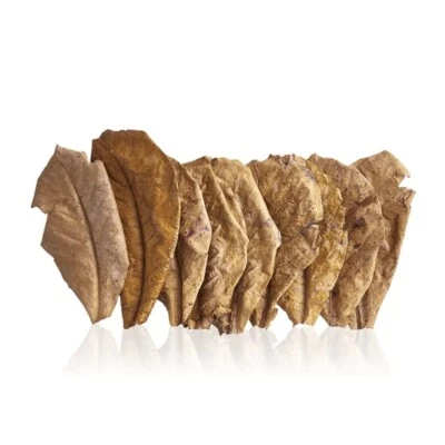 500pcs Organic Almond Leaves Daun Ketapang Indian Cattapa Leaves - Image 1 of 4