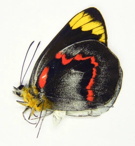 Unmounted Butterfly/Pieridae - Delias nigrina, male, A- - Bild 1 von 1