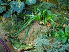 15 SEMI RARI ALBUCA BRACTEATA 2020 ornithogalum seeds samen semillas graines