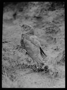 Magic Lantern Slide A YOUNG CUCKOO C1920 FOTO PÁJARO ORNITOLOGÍA - Imagen 1 de 3