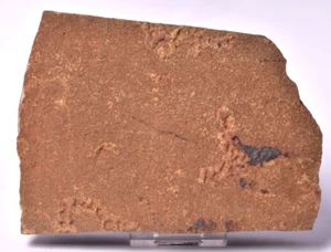 HORODYSKIA Mesoproterozoic 1.4 B.Y.O, AUSTRALIAN FOSSIL F390 - Bild 1 von 5