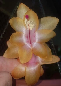 2 x 2 segment cuttings 1 x Frilly petal Aspen & 1 x Outono Zygocactus FREE POST - Picture 1 of 4