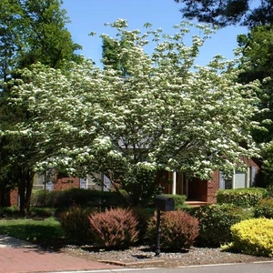 10+Kousa Japanese Dogwood Tree Seeds White Blooming Ornamental Plant - Picture 1 of 7