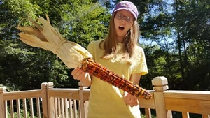 Rare Giant Indian Corn Seeds X50!Colorful Massive Ears,Ornamental! Easy To Grow! - Picture 1 of 12