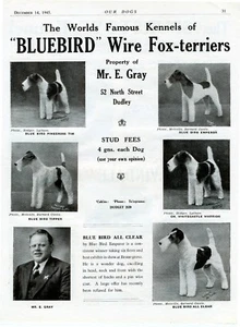 WIRE FOX TERRIER DOG BREED ADVERT PRINT PAGE BLUE BIRD KENNELS OUR DOGS 1945 - Foto 1 di 1