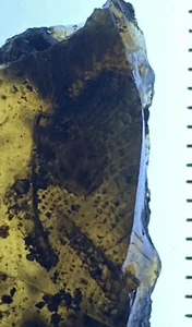 14mm Eidechsenhaut - Oberflächenschuppen Fossil in echtem Burmit Myanmar Bernstein, 98MYO - Bild 1 von 12