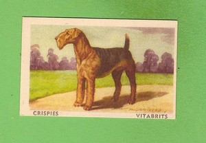 1949 FAVOURITE DOG CARD #24 - AIREDALE, 2 CEREAL FOOD LEGEND