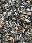 LOT OF 500 FOSSILIZED ( PARTIAL ) SHARK TEETH FROM VENICE FLORIDA.