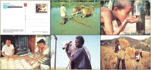 VATICANO 1995 Fao, 5 cartoline postali nuove - Picture 1 of 1