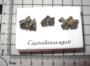 Permian Captorhinus fossil Richards Spur Oklahoma articulated vertebrae #3 - Picture 1 of 7