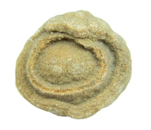 Stromatolite Fossile Marocco Piccolo 23,99 grammi - Foto 1 di 5