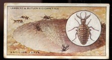Tobacco Card, Lambert Butler, WONDERS OF NATURE, 1924, Ant Lion Larva, #1