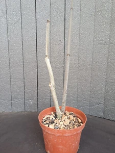 Ceropegia fusca (Canary Islands) PLANT ebay-X027 - Bild 1 von 6