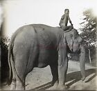 Cambodia Native On One Elephant c1920 Photo Stereo Plate Glass