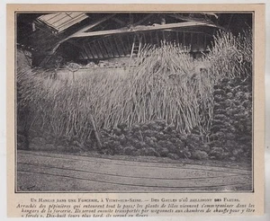 1910  --  MANIFESTATION DEVANT LA MAIRIE DE MONACO   3H779 - Picture 1 of 1