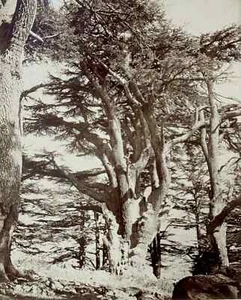 Felix BONFILS (1831-1885) Cèdres du Liban c.1870 Tirage albuminé d'époque - Imagen 1 de 2