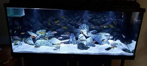 Aquarium Sand White Gravel Fish Tank Substrate for Malawi Cichlid DOLOMITE 30kg - Picture 1 of 10