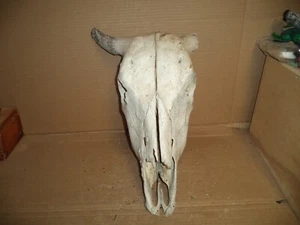 Cow Skull -Real 1"and 4" horn shafts Art/Decor - Picture 1 of 5