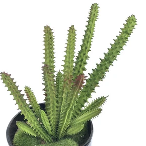 Planta artificial cactus en maceta planta falsa oficina estudio sala de estar decoración del hogar - Imagen 1 de 5