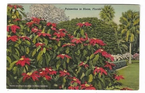 VTG Postcard Poinsettias in Bloom, Florida - Picture 1 of 2
