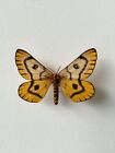 Entomology, Butterfly : Saturniidae Hemileuca Eglanterina MOUNTED America