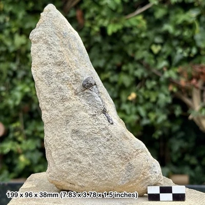 RARE Fossil Turtle Bone | Durlston Formation | Cretaceous Swanage Dorset UK | - Image 1 of 3