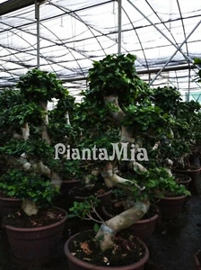 Bonsai Ficus Ginseng S-shape - PiantaMia - Albero ornamentale - Pianta Bonsai - Foto 1 di 7