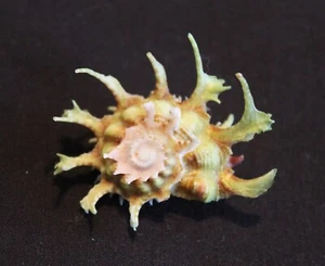 Wonderful 'Kiener's Delphinula' seashell (AS14) - Picture 1 of 2