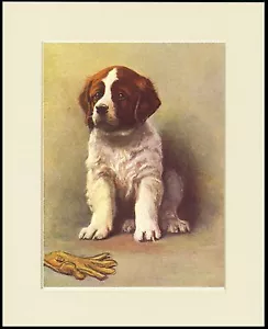 SAINT BERNARD CUTE PUPPY CHARMING DOG PRINT MOUNTED READY TO FRAME - Picture 1 of 1