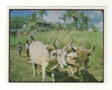 Sanitarium New Zealand Cereal Card. Fiji, Indian farmer with bullocks