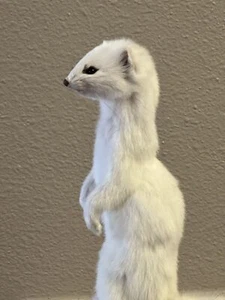 Beautiful Adorable Weasel Ermine Small Animal Taxidermy Mount Art Wildlife - Picture 1 of 5