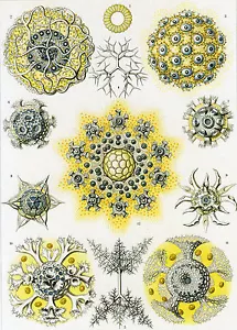 Forme d'arte in natura: Ernst Haeckel: Polycyttaria - Stampa d'arte - Foto 1 di 1