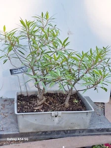 Willow Leaf Ficus Bonsai Tree Tree Forest Group 12"H Indoor Ficus Nerifolia - Picture 1 of 6
