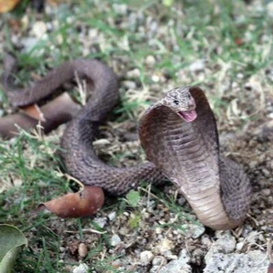 Realistic Simulation Rubber Snake Toy Garden lifelike Joke Prank Gift Halloween - Picture 1 of 13