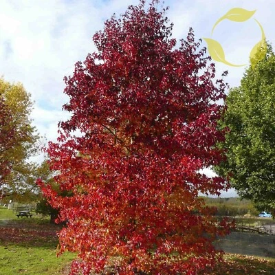 AMERICAN SWEET GUM Liquidambar Styraciflua - 15+ SEEDS - Image 1 of 4