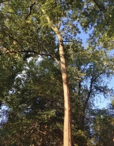 100+ Mimosa Silk Tree Seeds  (Albizia julibrissin) Bonsai - Picture 1 of 2