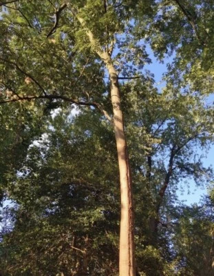 100+ Mimosa Silk Tree Seeds  (Albizia julibrissin) Bonsai - Image 1 of 2